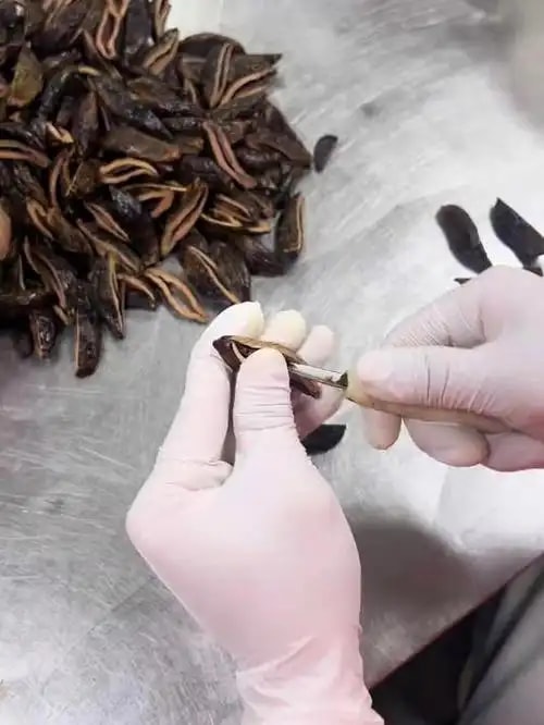 手工剖口槟榔