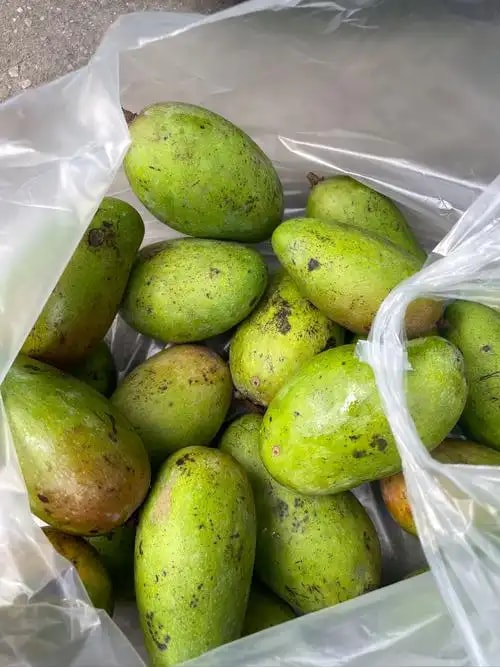 缅甸青果统货
