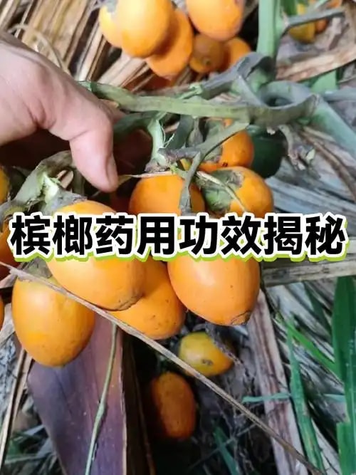 槟榔卤汁香精