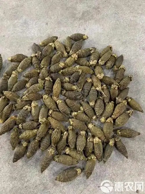 烘干槟榔统货