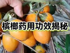 原味槟榔礼包 正式上市，欢迎询盘