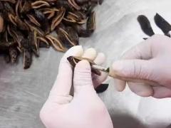 求购卤制槟榔 1600斤